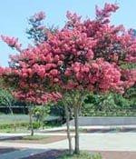 Lagerstroemia indica