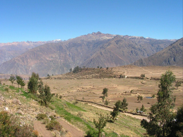 Cobanaconde w Kanionie Colca -Peru