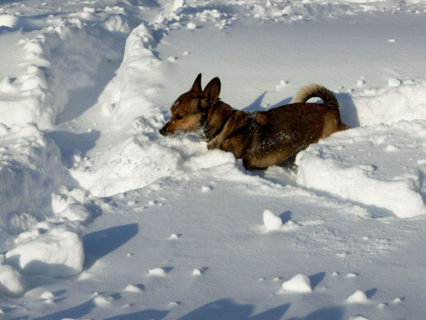 Nana w śniegu #zwierzaki