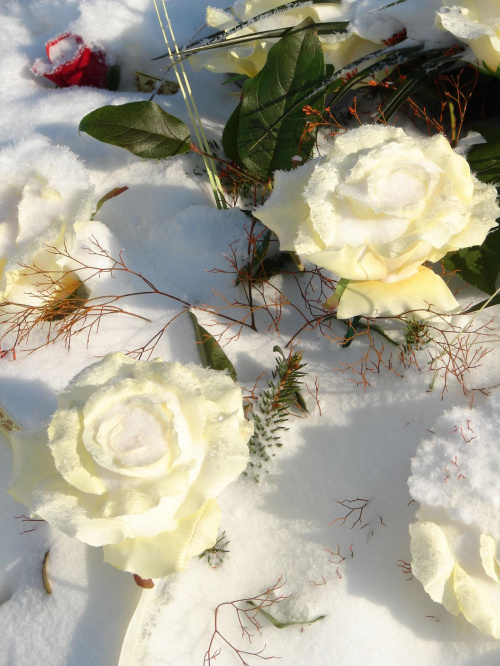 Białe róże.. #zima #cmentarz #stargard