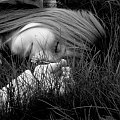 Mały śpioch :)) #śpioch #trawa #leń #śpi #kwiatuszek