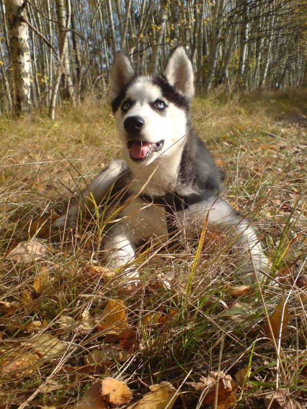 Jesienny spacer - 01-11-2008 #husky #szczeniak #pies #luna