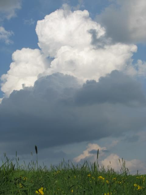 Łąka w maju #niebo #łąka #chmury #widok