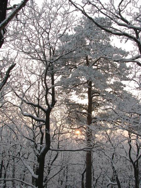 Uroki zimy_2 #las #zima #drzewa #szadź #zachód #słońce