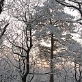 Uroki zimy_2 #las #zima #drzewa #szadź #zachód #słońce