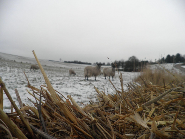 #milton #keyns #MiltonKeyns #owce #owca #słoma #pole #SniegZOwcami