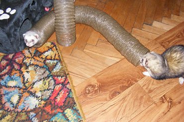 #fretka #Error #Ercio #Plastus