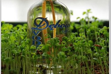 Wiosenne żniwa :) #wiosna #żniwa #zbiory #gorzałka #okowita #dębowa #wódka #rzeżucha