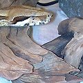 boasek wąz boa constrictor