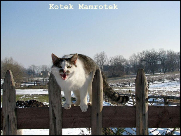 Kotek Mamrotek...to o nim śpiewała Kora z Pudelsami