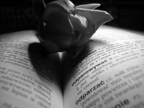 #tulipan #serce #książka #cień #miłość #zakochanie