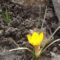 Malutki kroskusik :) #kwiaty #krorusy #natura #wiosna