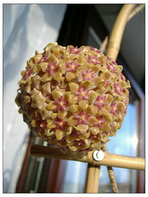 Hoya Vittelina