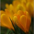 Krokus żółty... #Krokusy #makro #wiosna #kwiaty