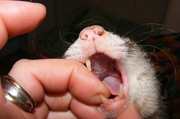 portrety, ząbki, nowy kocyk ) #fretka #zęby #Kubuś #Gapcio #kocyk