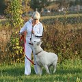 LORA Biały Owczarek Szwajcarski na szkoleniu.