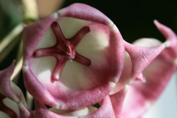 hoya archiboldiana