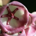 hoya archiboldiana