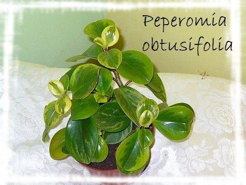 Peperomia