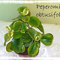 Peperomia