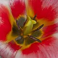#tulipan #pręciki #czułki #kwiat