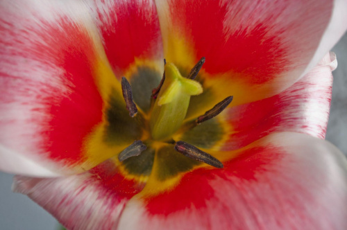 #tulipan #pręciki #czułki #kwiat