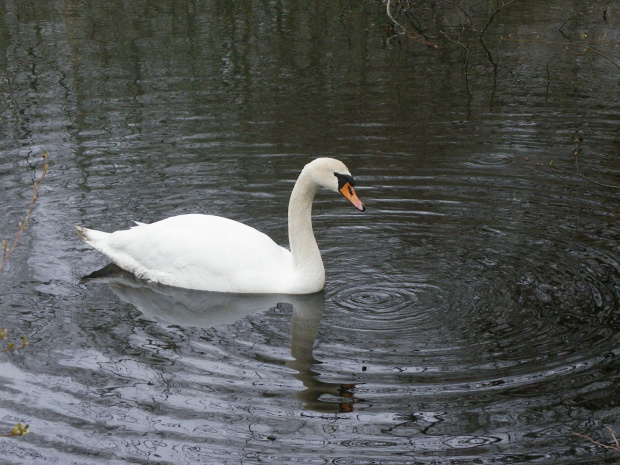 Łabędź Niemy