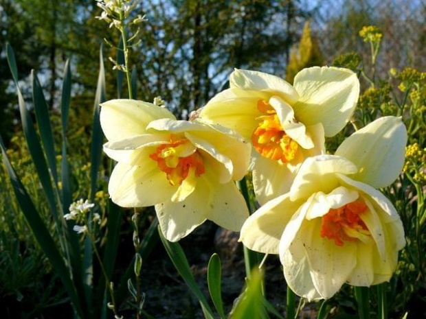 wiosenne kwiaty #kwiat #kwiatki #kwiaty #kwiatek #żonkil #żonkile #wiosna #Wiosna2010