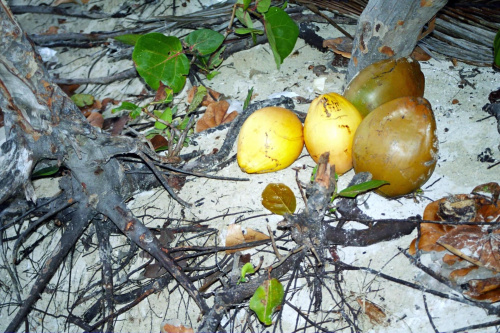 KUBA-orzechy kokosowe #kokos #owoce #Kuba