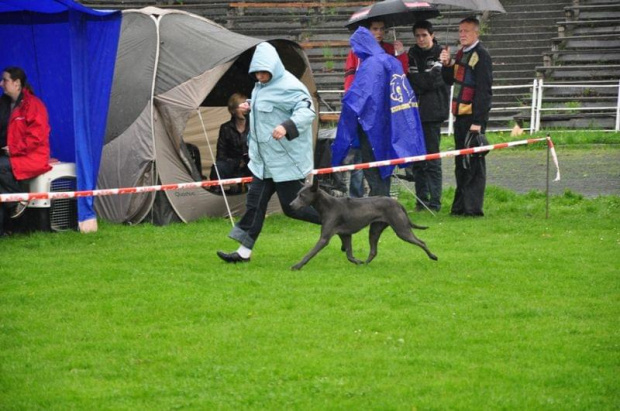 #CatanaThairkru #ThaiRidgebackDog