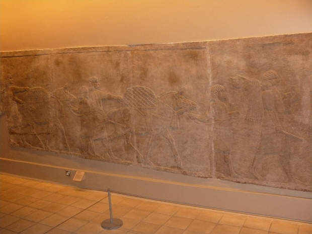 Reliefy z czasów asyryjskich przedstawiające polowanie na lwy. #BritishMuseum