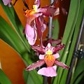 oncidium V- 2010.