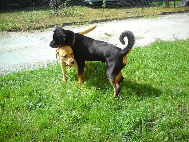 #rottweiler #rottweilery #psy #zwierzęta