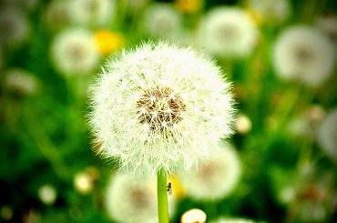 #wiosna #kwiaty #rośliny #ogród #łąka #zieleń #kwiat #chwast #doniczka #przyroda