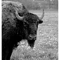 Żubr - Kurozwęki #żubr #bizon #natura #zwierzęta #ssak #kurozwęki #świętokrzyskie