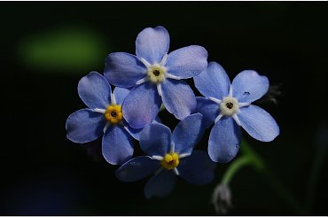 Niezapominajki... #Niezapominajki #kwiaty #makro