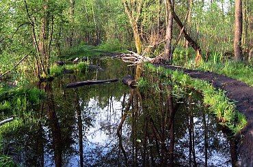 Puszcza Kampinoska-zapowiada sie odwrót #PuszczaKampinoska #błoto #UroczyskoKalisko