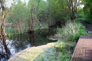 Kanał Zaborowski-troszkę rozlany #PuszczaKampinoska #KanałZaborowski #MostCzolgowy