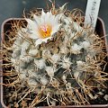 Turbinicarpus macrochele