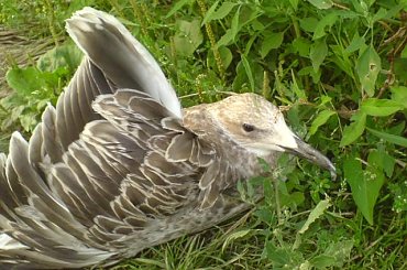 Mewa #ptaki #mewa #bąkowiec #bakowiec