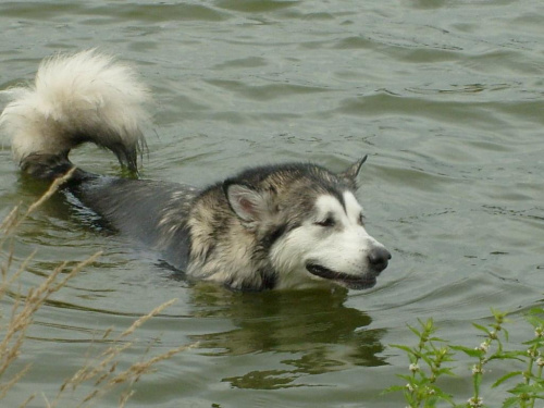 masza z howerli #masza #MaszaZHowerli #AlaskanMalamute