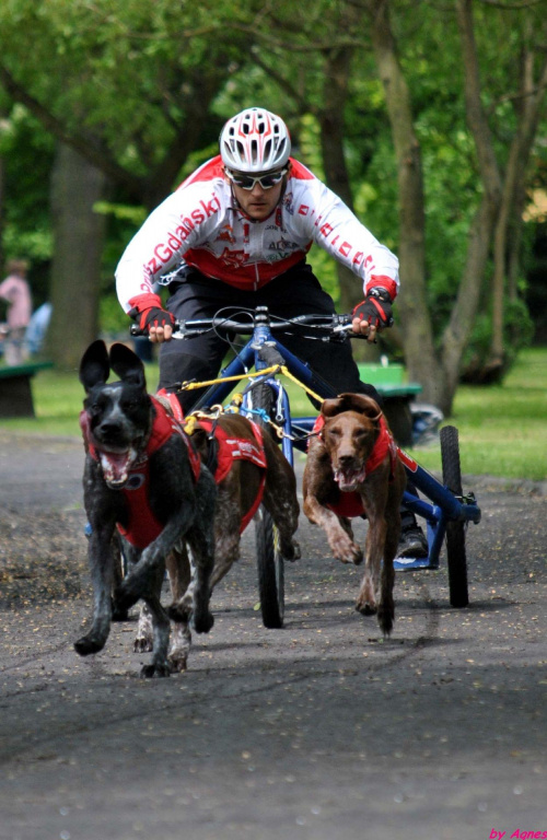 Pokazy dyscyplin psich zaprzęgów. Dzień dziecka w Żninie.
Mateusz Brylewski i Igor Tracz.Canicross, Bikejoring, Scooter, psi zaprzęg. #PsieZaprzęgiŻnin #BrylewskiMateusz #IgorTracz #bikejoring #scooter #canicross #greyster