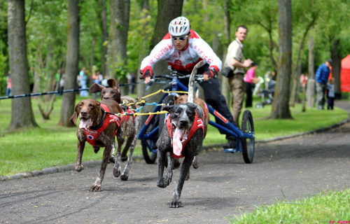 Pokazy dyscyplin psich zaprzęgów. Dzień dziecka w Żninie.
Mateusz Brylewski i Igor Tracz.Canicross, Bikejoring, Scooter, psi zaprzęg. #PsieZaprzęgiŻnin #BrylewskiMateusz #IgorTracz #bikejoring #scooter #canicross #greyster