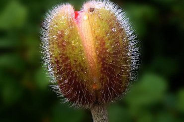 serii ciąg dalszy.. #mak #makro #kwiat