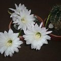 Echinopsis