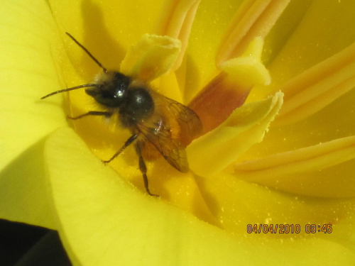 Pszczoła siedzi w kwiatku... ot co #zwierzęta #owady #kwiaty #natura