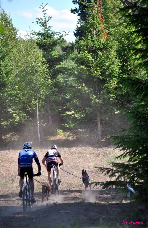 Sport zaprzęgowy w wydaniu bez śniegu -dryland #ZieloneBielkówko #amberdog