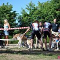 Sport zaprzęgowy w wydaniu bez śniegu -dryland #ZieloneBielkówko #amberdog