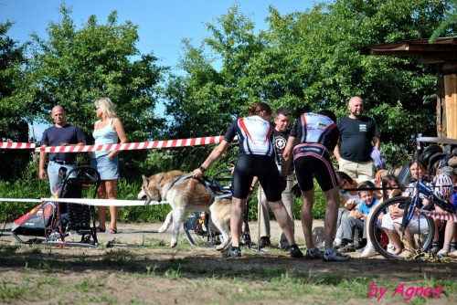 Sport zaprzęgowy w wydaniu bez śniegu -dryland #ZieloneBielkówko #amberdog