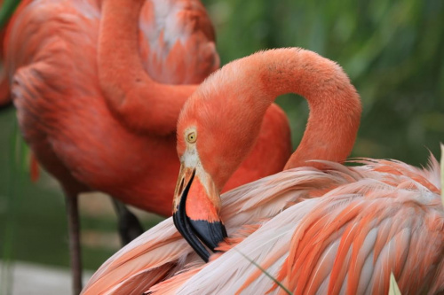 Ostrava #flamingi #ptaki #zoo